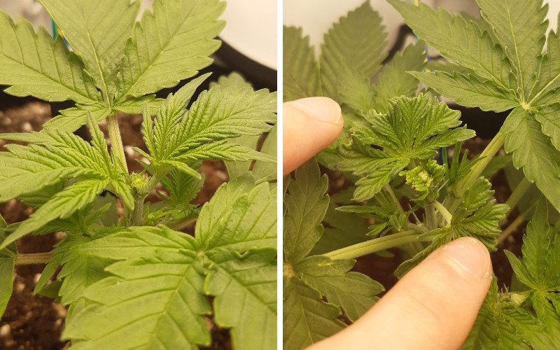 The apex of a young cannabis plant recovering after FIM