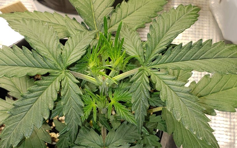 A young marijuana plant growing side branches after the main top has been removed