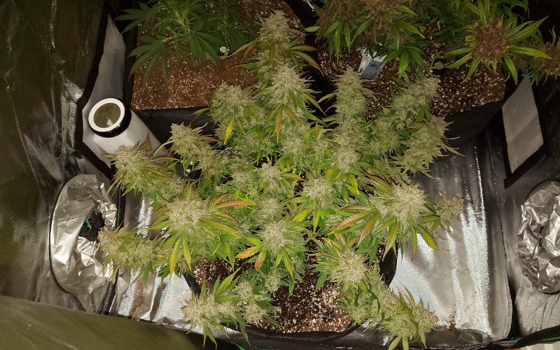 An indoor autoflower with multiple massive colas on the eve of harvest